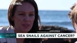Can sea snails accelerate a cure for cancer? News Clip
