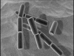 The Origins and Early Evolution of Life on Earth Instructional Video