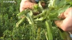 Researchers accuse German authority of plagiarism in glyphosate review News Clip