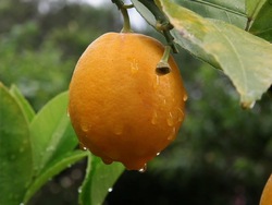 Nuestra preciosa Tierra: los recursos naturales de la Tierra Instructional Video