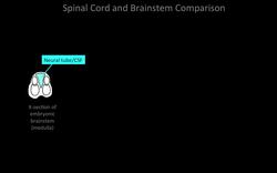 Understanding brainstem cranial nerve nuclei Instructional Video