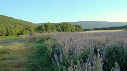 Driving on road past a Blooming lavender field, Vaucluse, Provence, France Stock Footage
