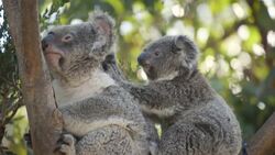 What It's Like to Be a Koala Joey at the Zoo Instructional Video