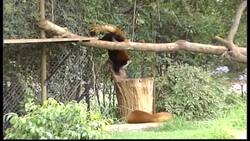 Furry Friends Instructional Video