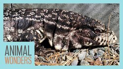 Meet and Greet Tali the Tegu Instructional Video