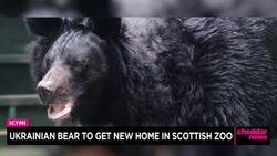 Ukrainian Bear to Get New Home in Scottish Zoo News Clip