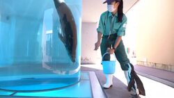 CLEAN : Japan aquarium holds inter-species meet-ups during coronavirus crisis News Clip