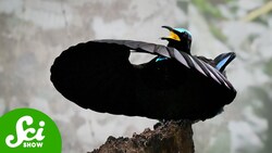 The Hunt for the Blackest Black Instructional Video