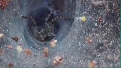 High Five Facts - Spiders Instructional Video