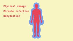 Human Defence Systems Against Pathogens Instructional Video
