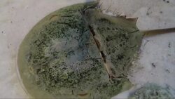 Horseshoe Crabs Are Some of the Most Interesting Creatures! Here Are Some of Our Favorite Facts Instructional Video