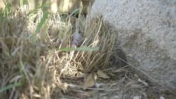 Physical Therapy Is One of the Most Important Things For This 23-Year-Old Lizard With Arthritis Instructional Video