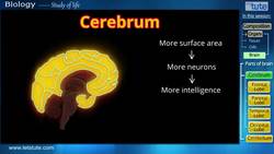 Understanding the Brain: Lobes, Functions, and More Instructional Video