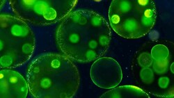 BONUS: Microcosmos and Chill Instructional Video