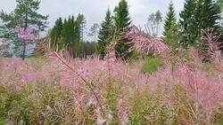 A pink colored plant swaying on the breeze of the wind Stock Footage