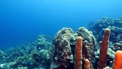 Seascape of coral reef in the Caribbean Sea around Curacao at dive site Watamula Stock Footage