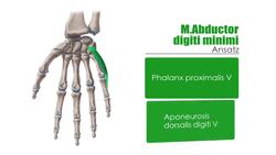 Hypothenarmuskulatur Instructional Video