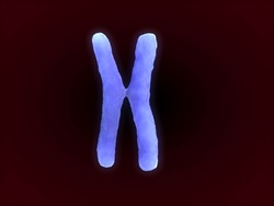 Ragos y herencia: cromosomas Instructional Video