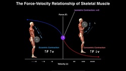 Exercise Physiology | Skeletal Muscle Force-Velocity Relationship Instructional Video
