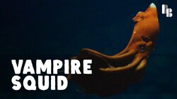 Not a Vampire...or a Squid Instructional Video