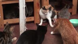 Kenyan woman opens up home to hundreds of stray cats News Clip