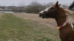 Concrete Cowboy, how urban horseback riding transforms lives Instructional Video