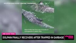 One Good Thing: Dolphin Finally Recovers After Trapped in Garbage News Clip