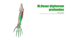 Tiefe Flexoren des Unterarms Instructional Video