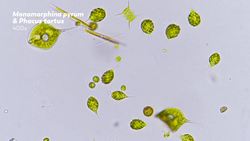 Euglenoids Single-Celled Shapeshifters Instructional Video