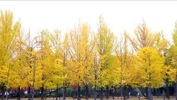 Ginkgo biloba in autumn at Nami Island of South Korea Stock Footage
