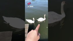 Birds of the River Thames, UK #Shorts Instructional Video