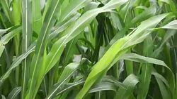 Sorghum millet field grown as fodder for livestock Stock Footage