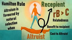 Altruism and Hamilton rule Instructional Video