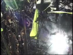 Plants in Our Lives: What Makes a Plant a Plant? Instructional Video