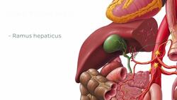 Nervus vagus Instructional Video