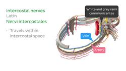 Nerves of the intercostal space Instructional Video