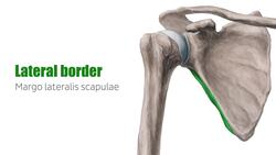 Shoulder girdle Instructional Video