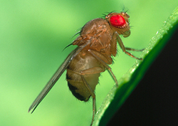 Factpack: Fruit Flies Instructional Video