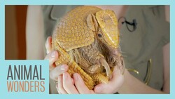Meet and Greet - Gaia the 3 Banded Armadillo! Instructional Video