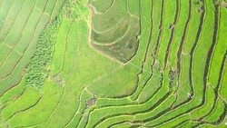 Aerial view amazing landscape rice terraces in a beautiful day Stock Footage