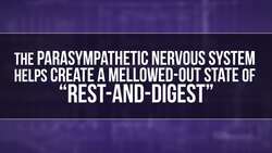 Why Do You Feel Butterflies in Your Stomach Instructional Video