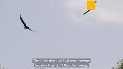 How birds hover in flight is inspiring the next generation of energy-saving drones News Clip