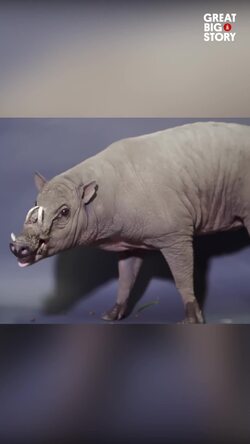 Meet BammBamm, The Prehistoric Babirusa of Sulawesi Instructional Video