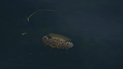 Fried egg jellyfish Stock Footage