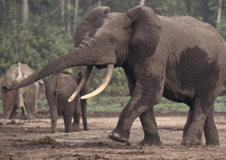 Forest Elephants Instructional Video