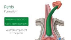 Penis and male urethra Instructional Video