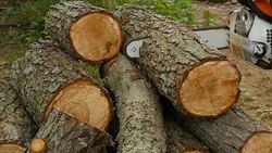 Firewood sawmills chainsaw Stock Footage