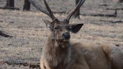 Splendours of Ranthambore National Park - Incredible Tiger, Sloth bear, Chital, Sambar Deer, Mugger crocodile, Nilgai, Chinkara, Wild boar, Hanuman Langur and avifauna within Zone 1 to 10, Rajasthan, India Instructional Video