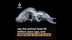 Ancient whale discovered in Peru may be heaviest animal ever News Clip