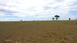animals grazing in savanna at africa Stock Footage